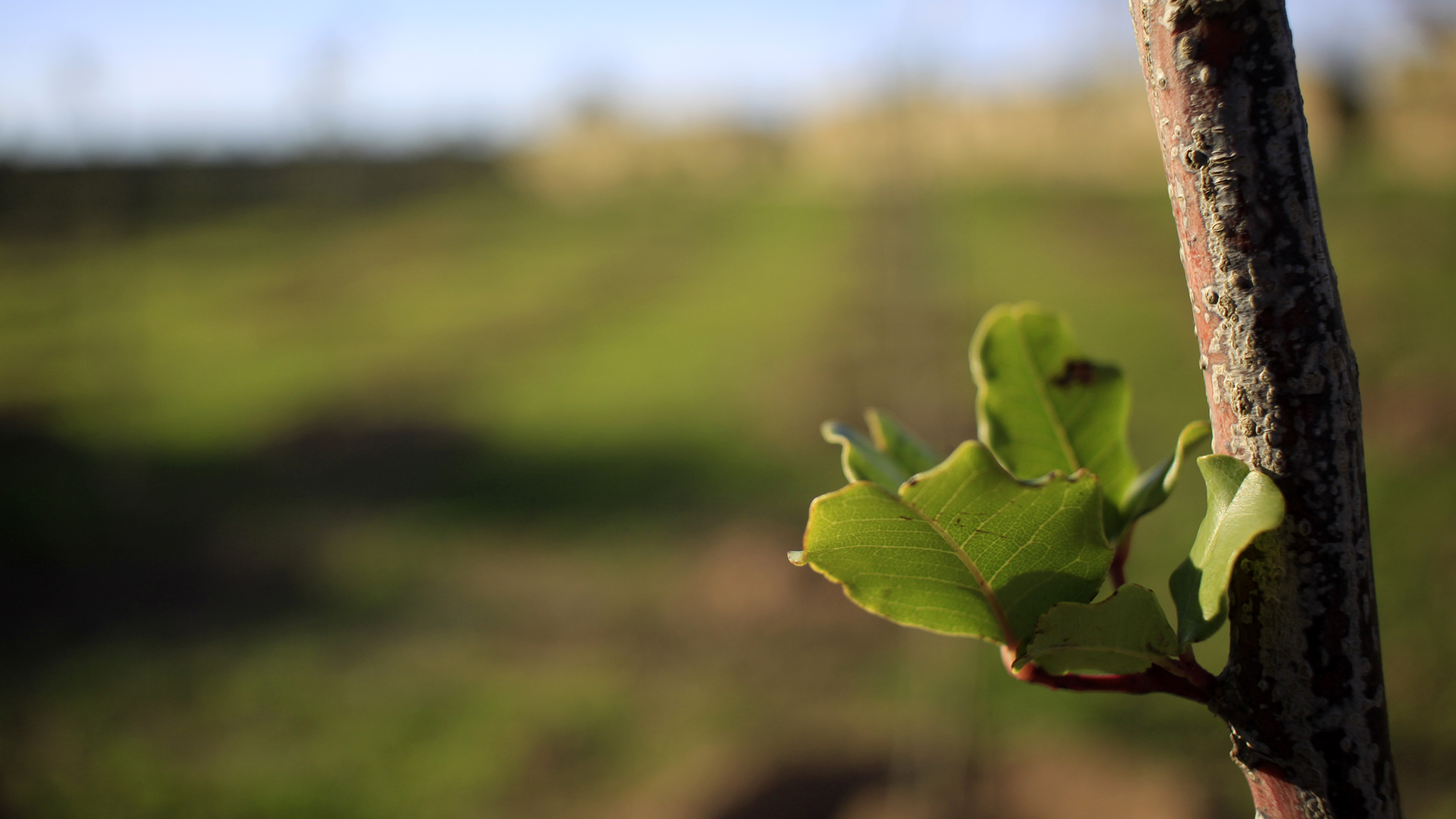 Infrastructure Malta plants 8,719 trees in 2019 Infastructure Malta